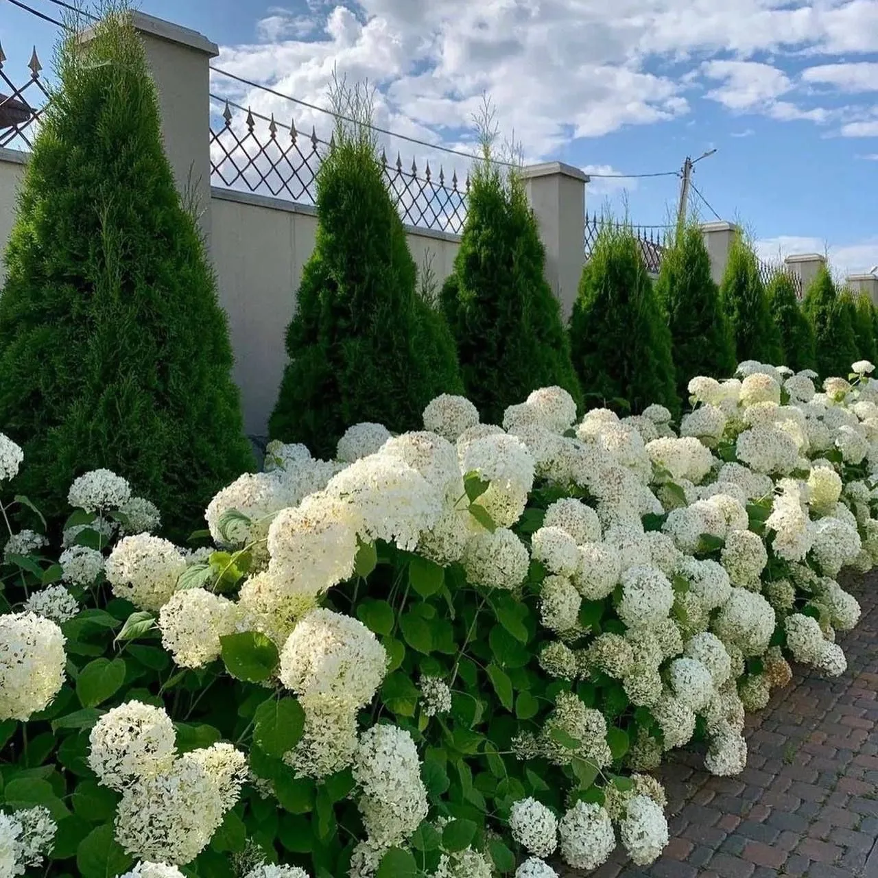 Кустарники для фасада дома