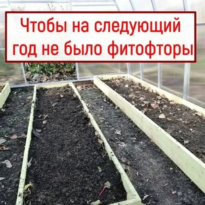 3 процедуры после уборки томатов, чтобы в следующем году забыть о фитофторе 🍅