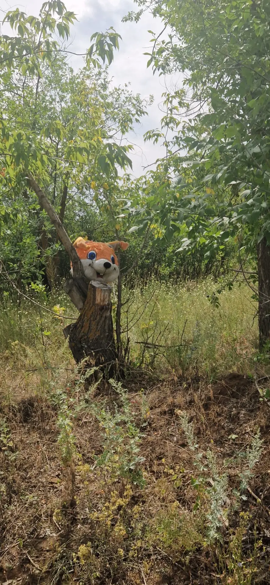 А нет...какой то юморист голову белки  на пенёк повесил))