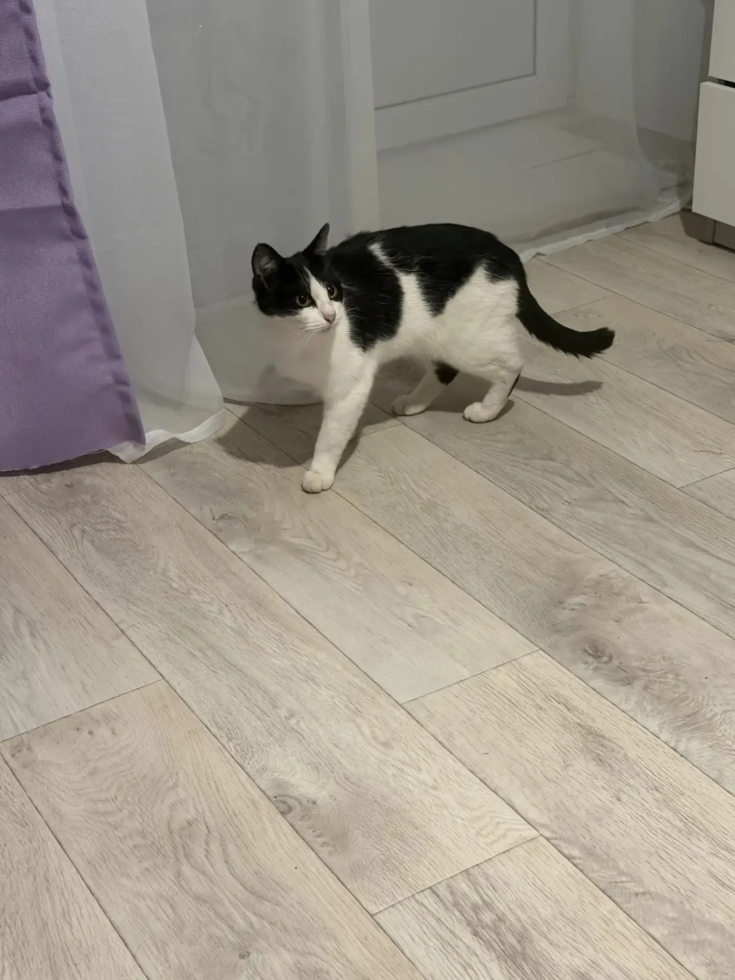 В Березовке обнаружен молодой котик🐈, в районе церкви. Предположительно 6-8 месяцев. Б...