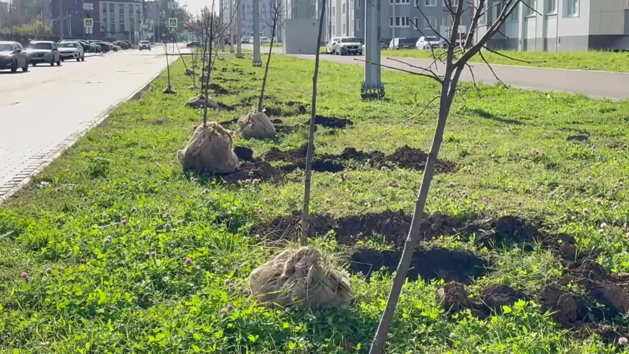 🌳 Этой осенью в Липецке высадят 480 новых деревьев.