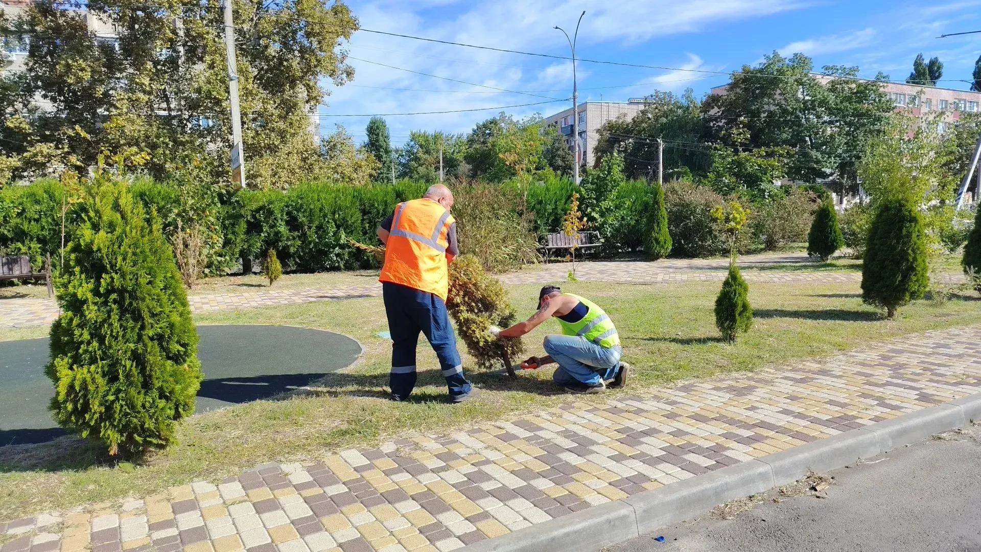 Обновляем городские зеленые зоны: приступили к ликвидации засохших хвойников, которые н...
