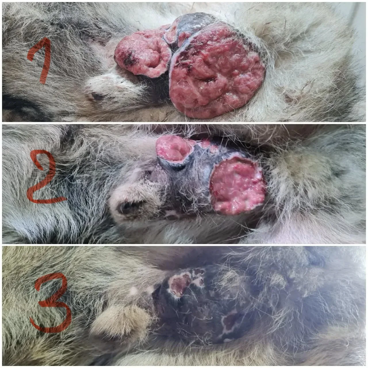 ВЕНЕРИЧЕСКАЯ САРКОМА СОБАК 🐾