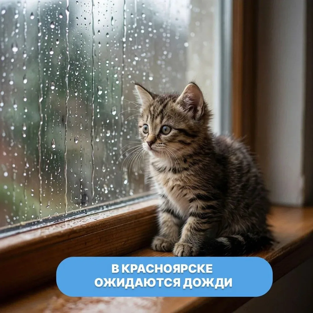 31 июля синоптики вновь прогнозируют дожди и грозы

Специалисты предупреждают жителей города:

🔹не 