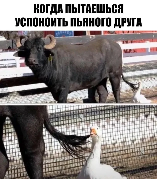 Миссия невыполнима
