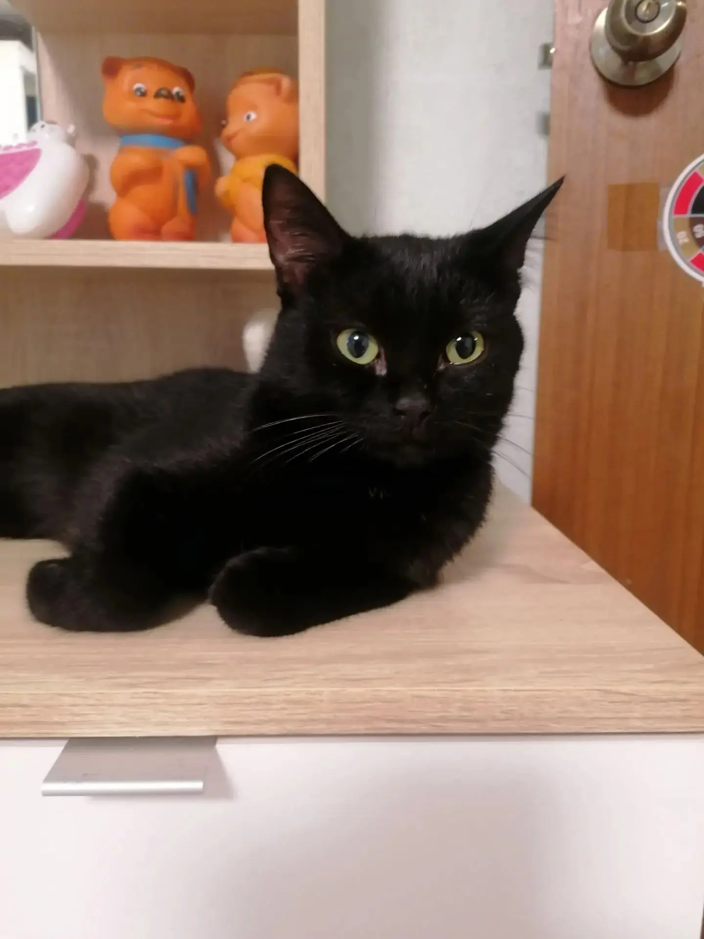 🐾 Настоящий Бэтмен ищет свой дом! Шикарному черному коту срочно нужен любящий дом