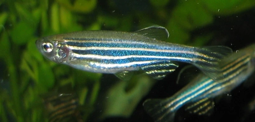 У рыбы-зебры (Danio) есть способность регенерировать сердечную мышцу после повреждения