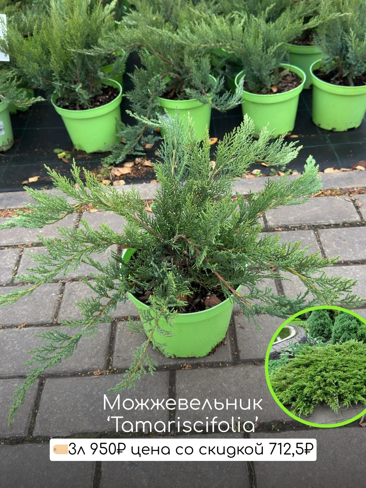 Самые популярные сорта  Со скидкой 25% много сортов! И интересные и новые и самые топовые!   Вот про