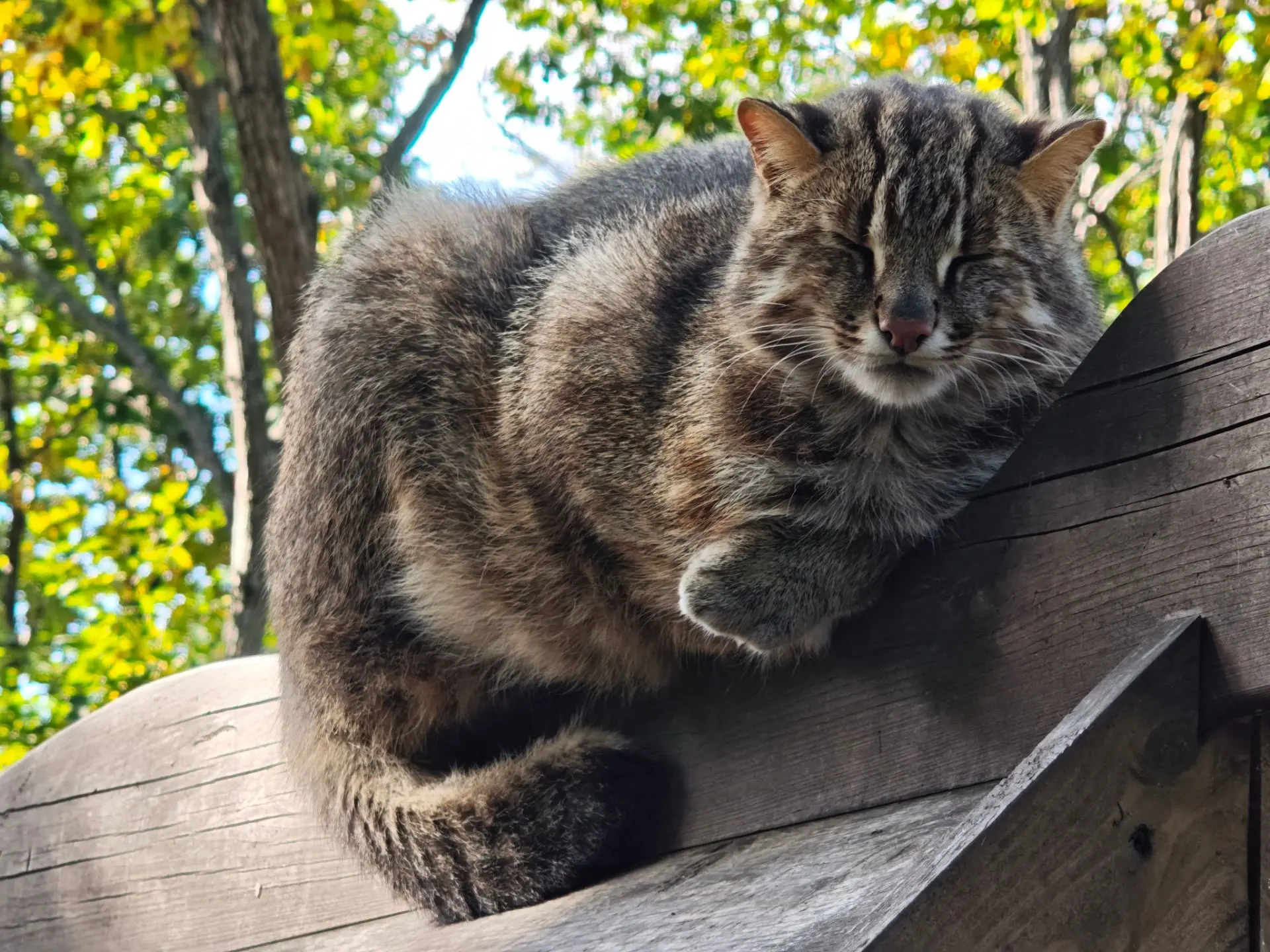 Думаете это обычный котик? Нет! Это настоящий хищник! Амурский лесной кот. Один из четы...