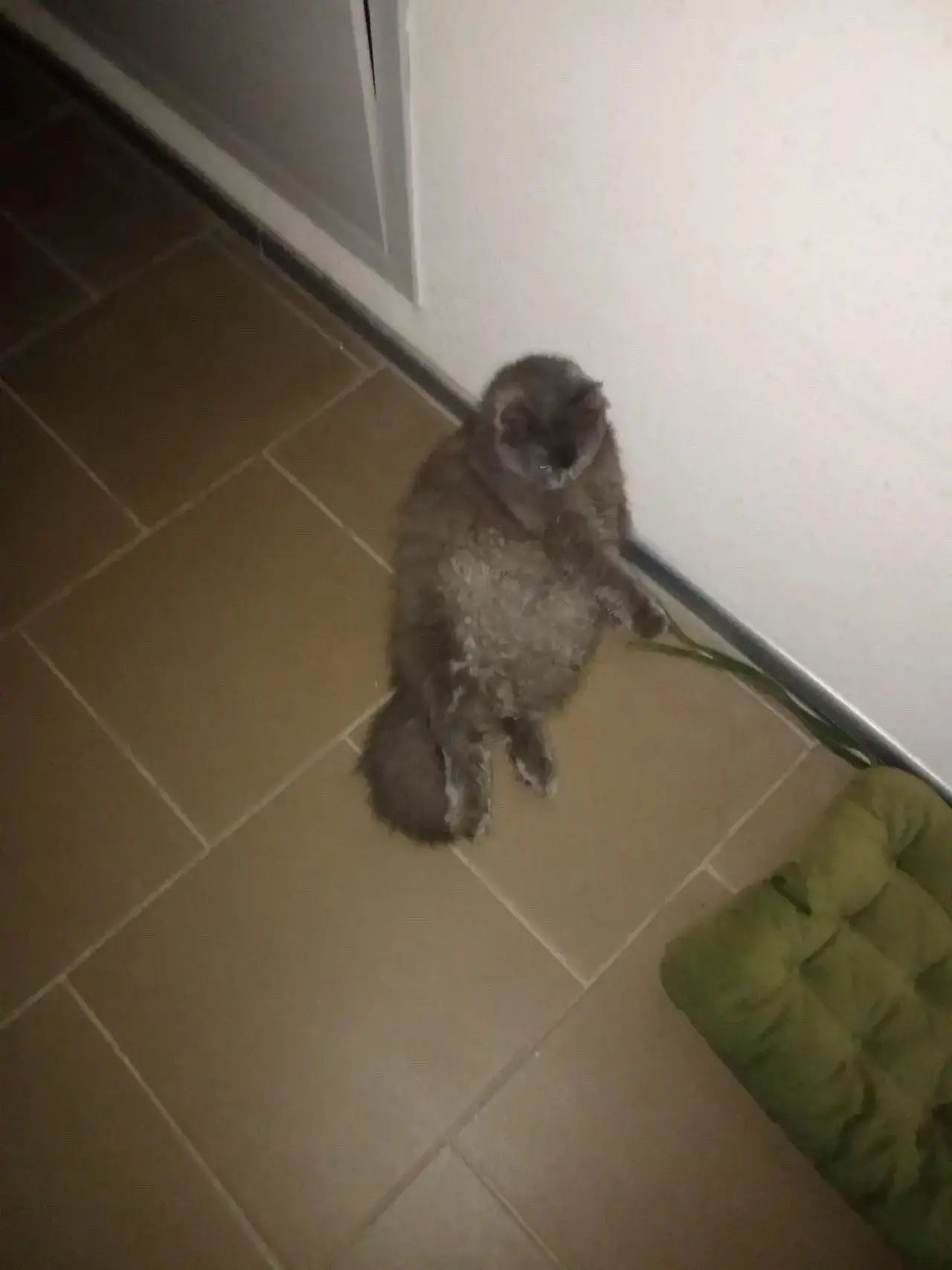 Котика никто не терял?