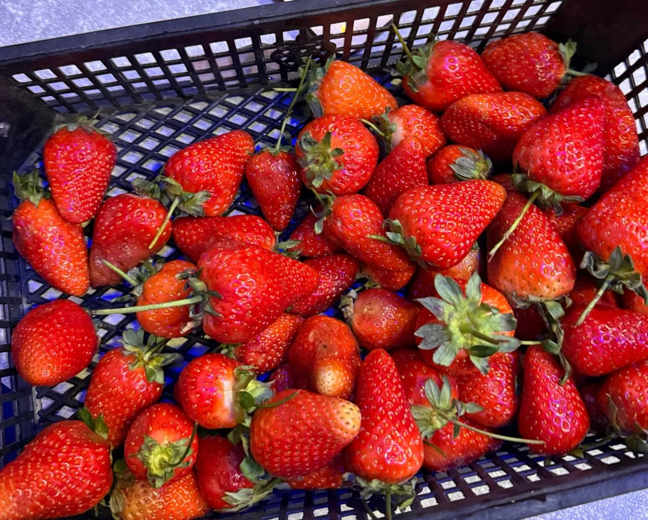 Шикарный вечер 🍓😍 Мама купила нам клубнику, ну какая она вкусная 🥰 Кушали уже клубнику? Или уже наел