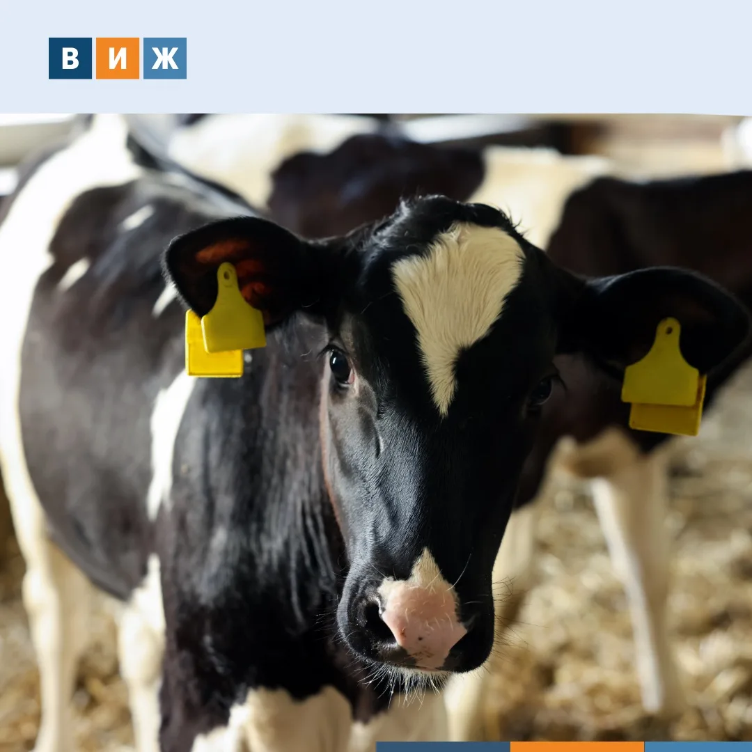 🔎Продажу «полувидимых» телят выявили у фермера в Удмуртии