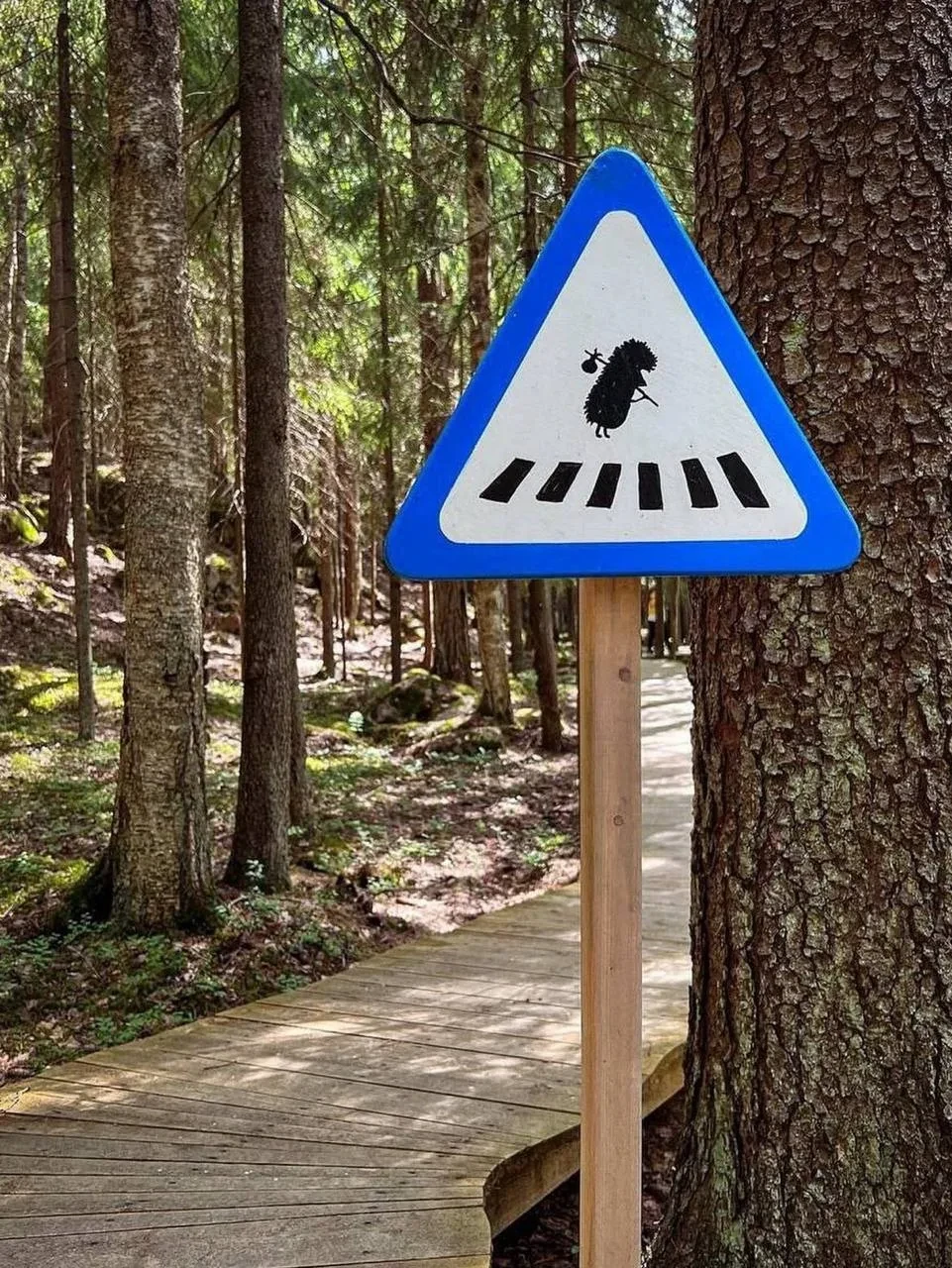 🌳 В Ленобласти спрятали лесную тропу, где слышно только птиц и ветер