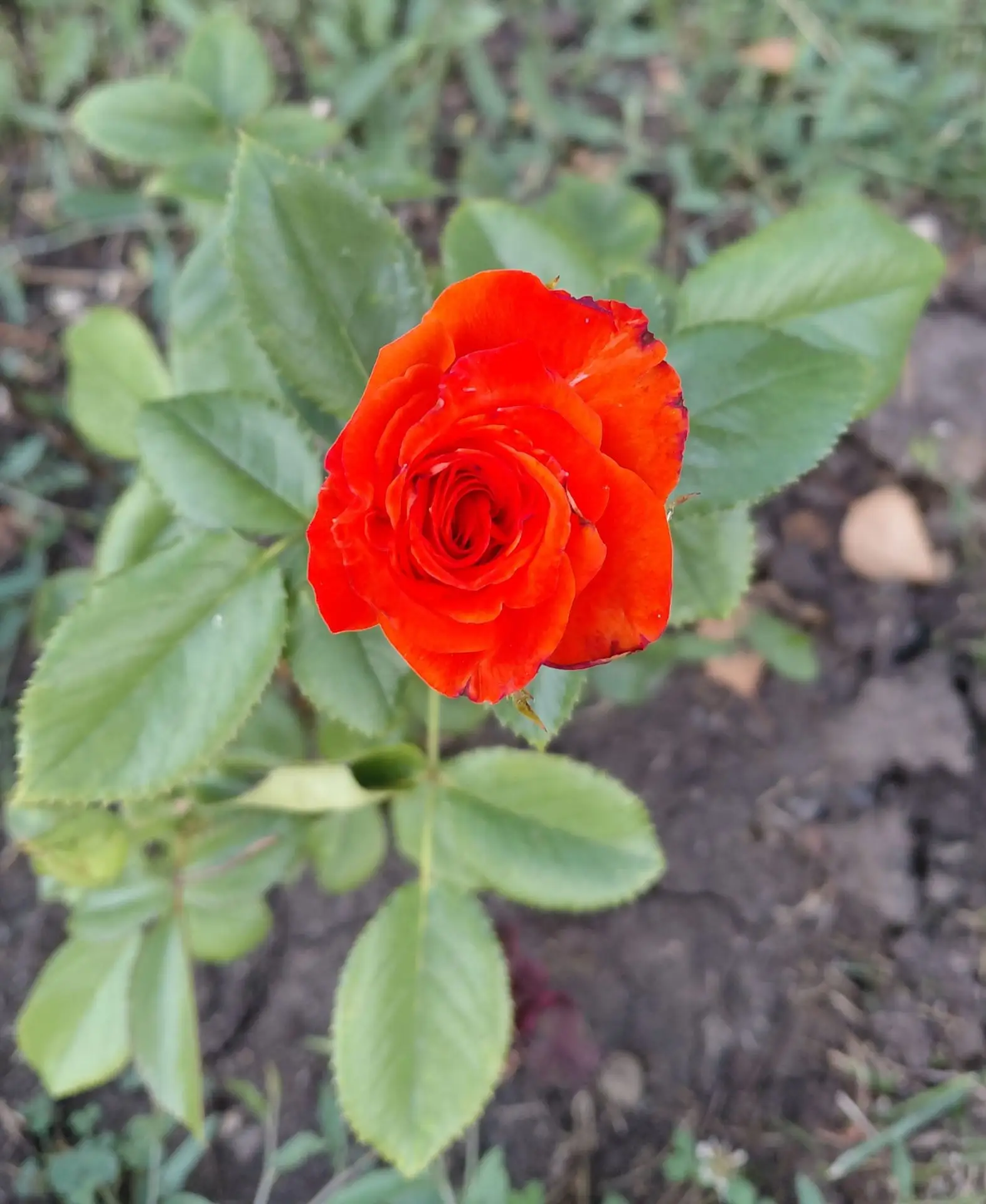 🌸 Цветущие розы добра и тепла

Дорогие друзья! Сегодня хочется вспомнить о прекрасном событии, кото