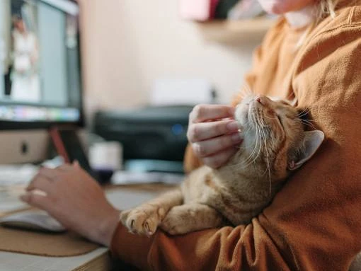 🤵 Россияне могут официально брать питомцев с собой на работу — юристы

Это можно сделать, если в ко