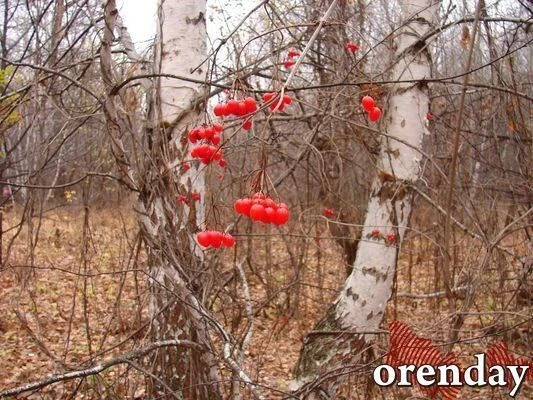 Погода  в Оренбурге