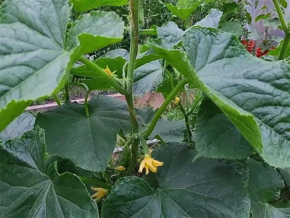 🥒 ПРИЧЕСКА ДЛЯ ОГУРЦА: Как правильно стричь листья, чтобы не лишить себя урожая

Многие дачники, на