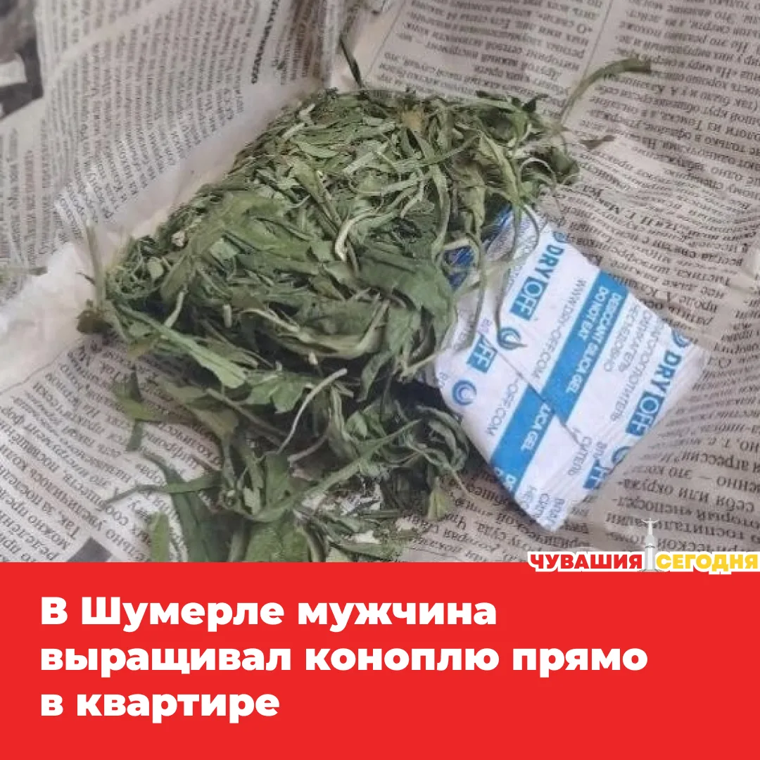 💥Полицейские обнаружили у 45-летнего местного жителя куст конопли и около 90 граммов з...