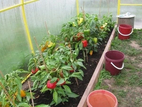 🫑 Хитрости при выращивании перца 🌱