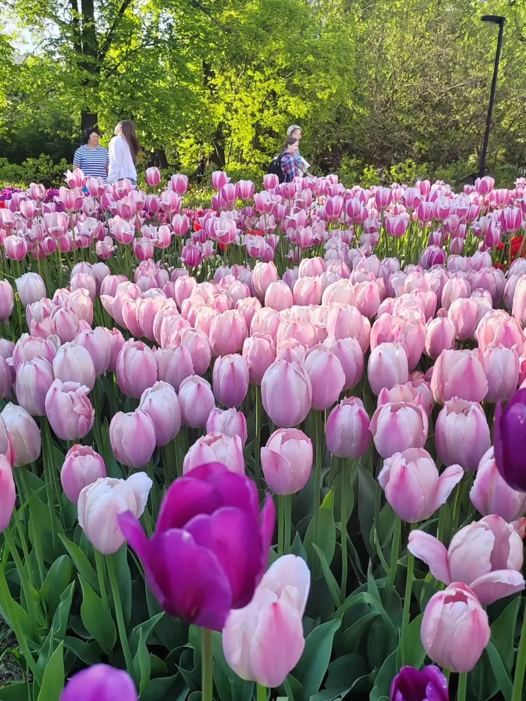 Красота в Аптекарском огороде 😍🌷🌷🌷  📍Проспект Мира, 26/1