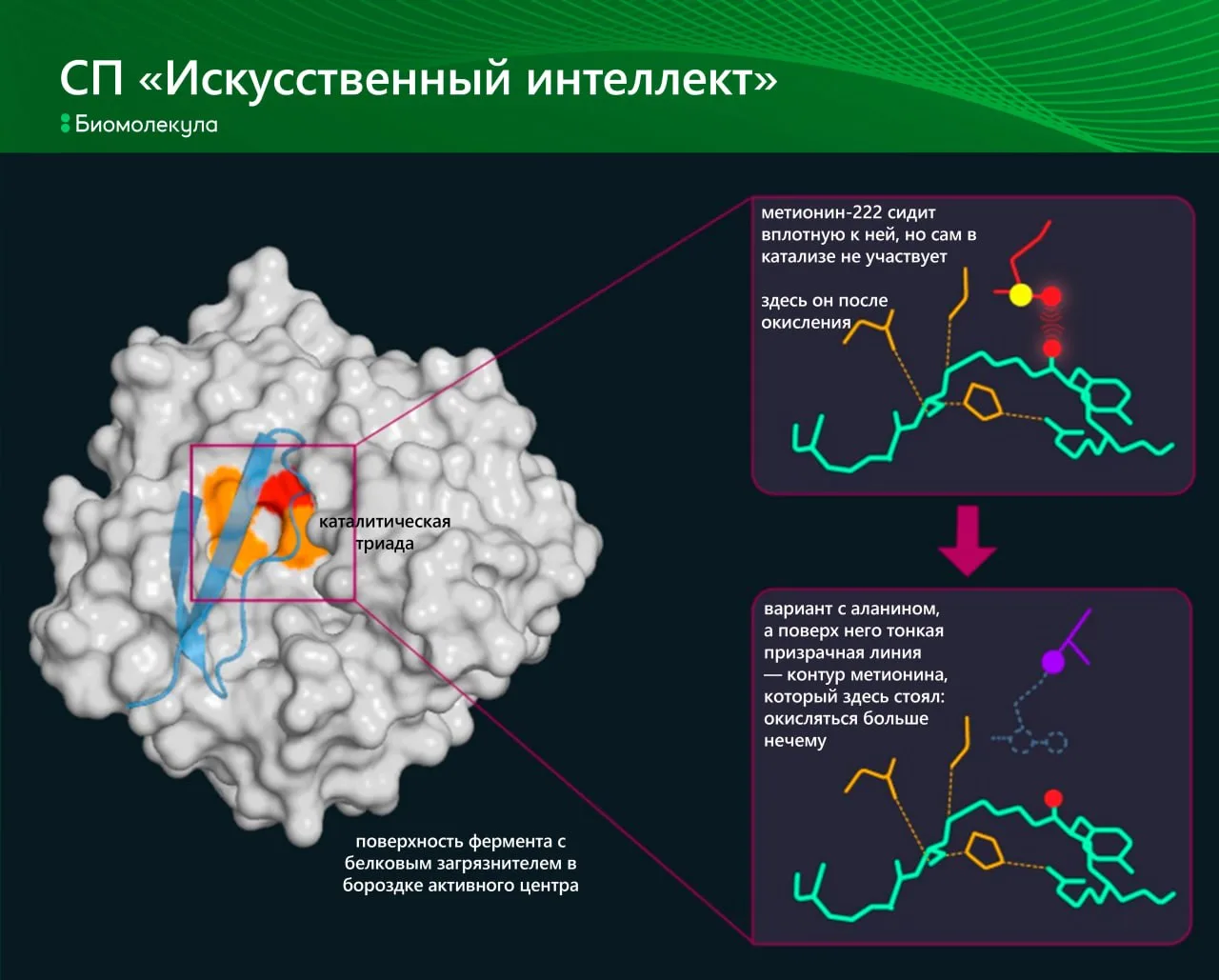 Скорее всего, вы не раз слышали про стиральные порошки с ферментами, которые помогают о...