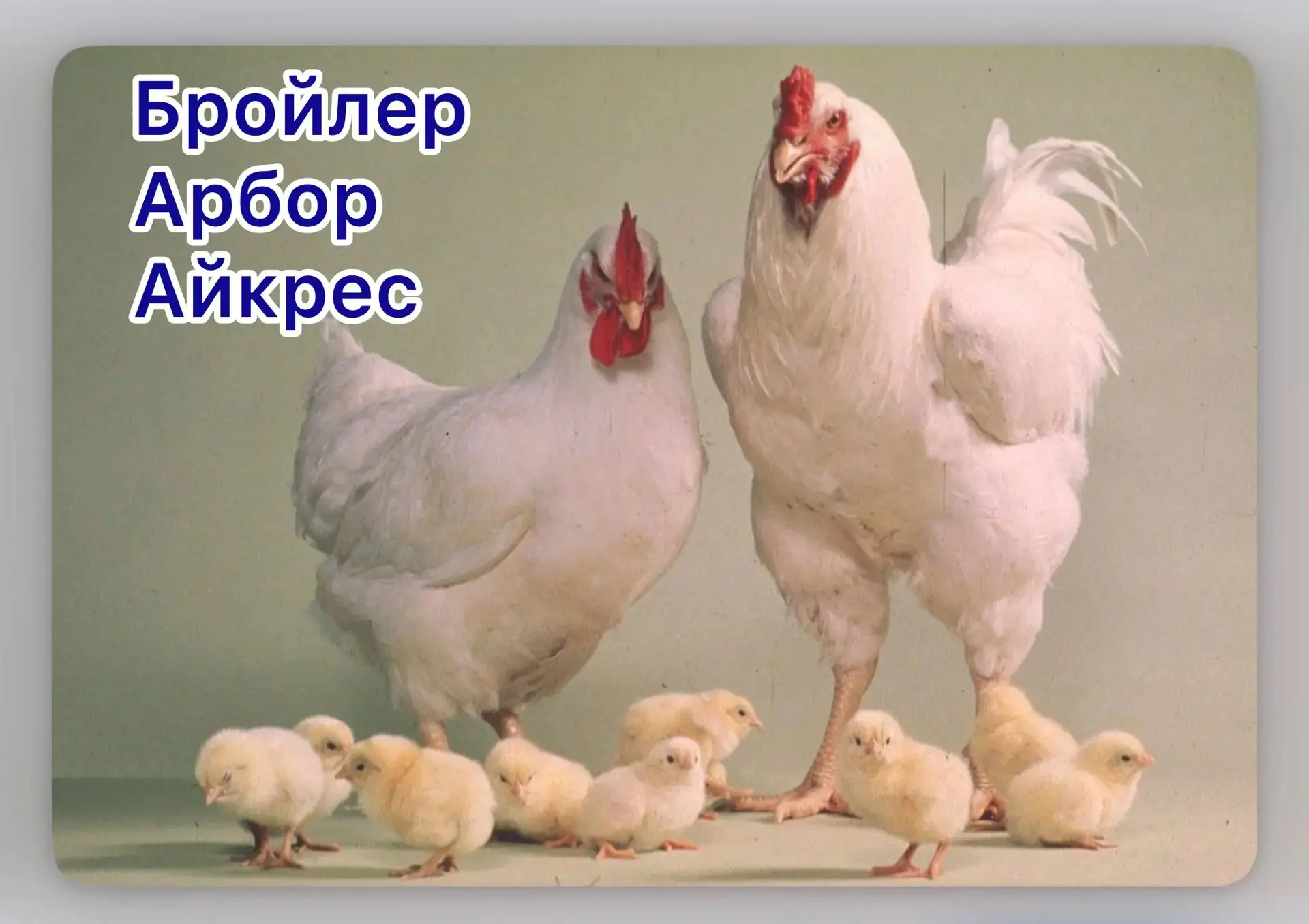 ИНКУБАЦИОННОЕ ЯЙЦО БРОЙЛЕРА