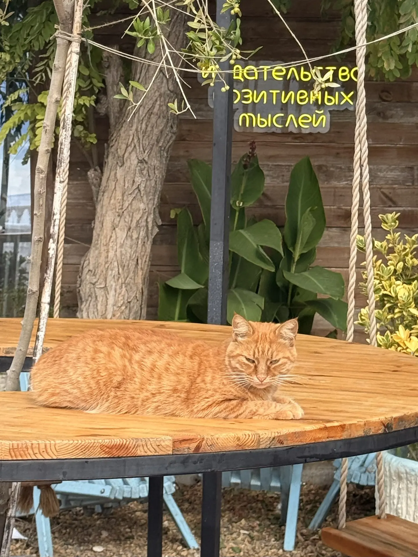 Рыжая котосессия🐱