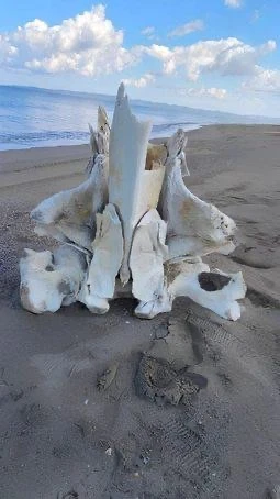 📸На берегу Сахалина нашли загадочные кости размером с человека.