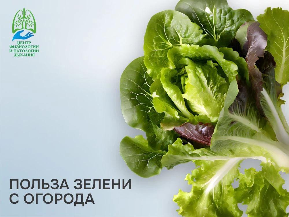 Укроп к картошке, петрушка в салат, базилик к мясу или рыбе - кажется, без этой зелени ...