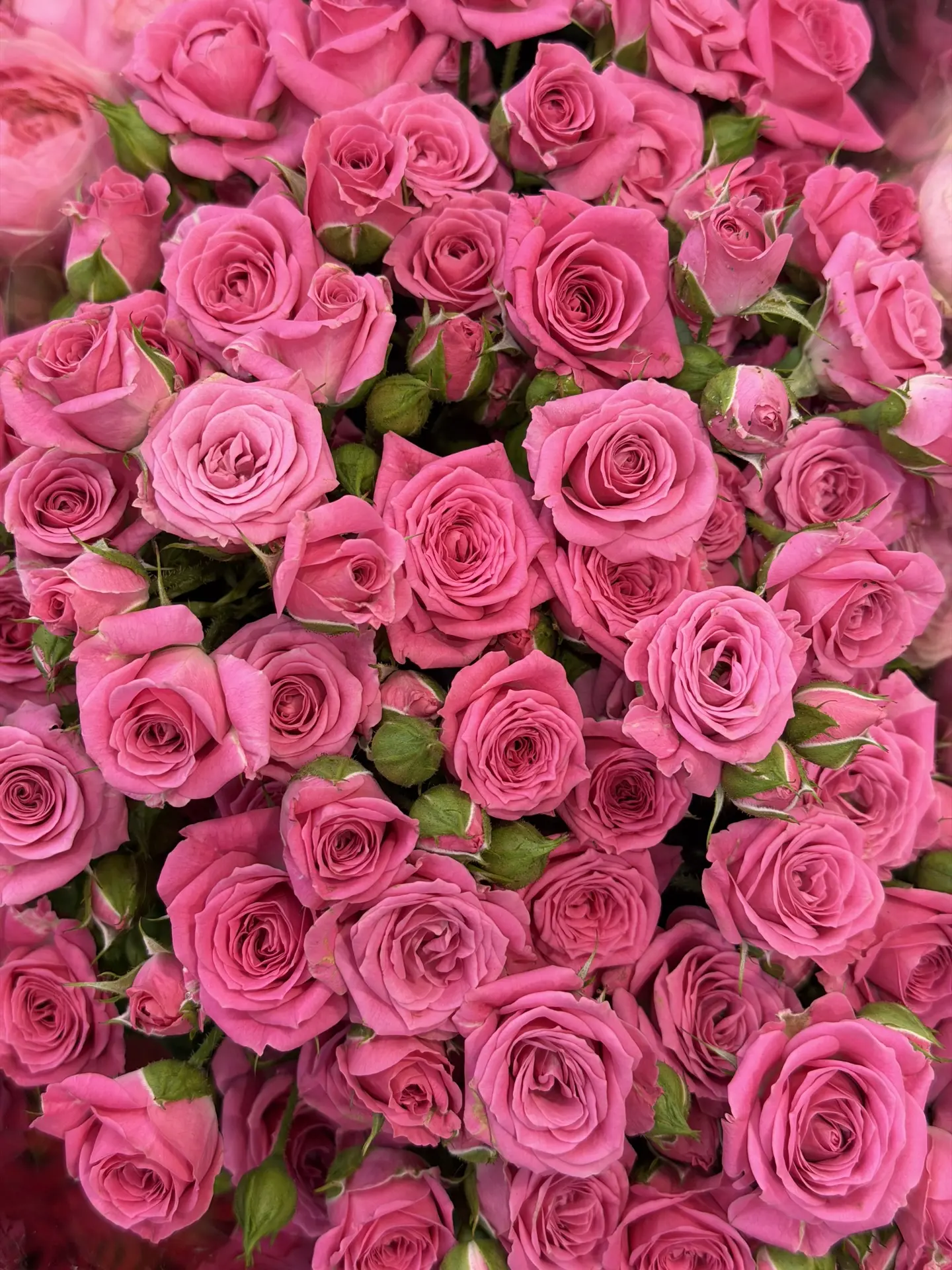Свежее получение кустовой розочки✨🌸💕