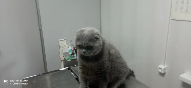 Кот Тима, 14лет🐈😀
Удаление вросших когтей✂💉