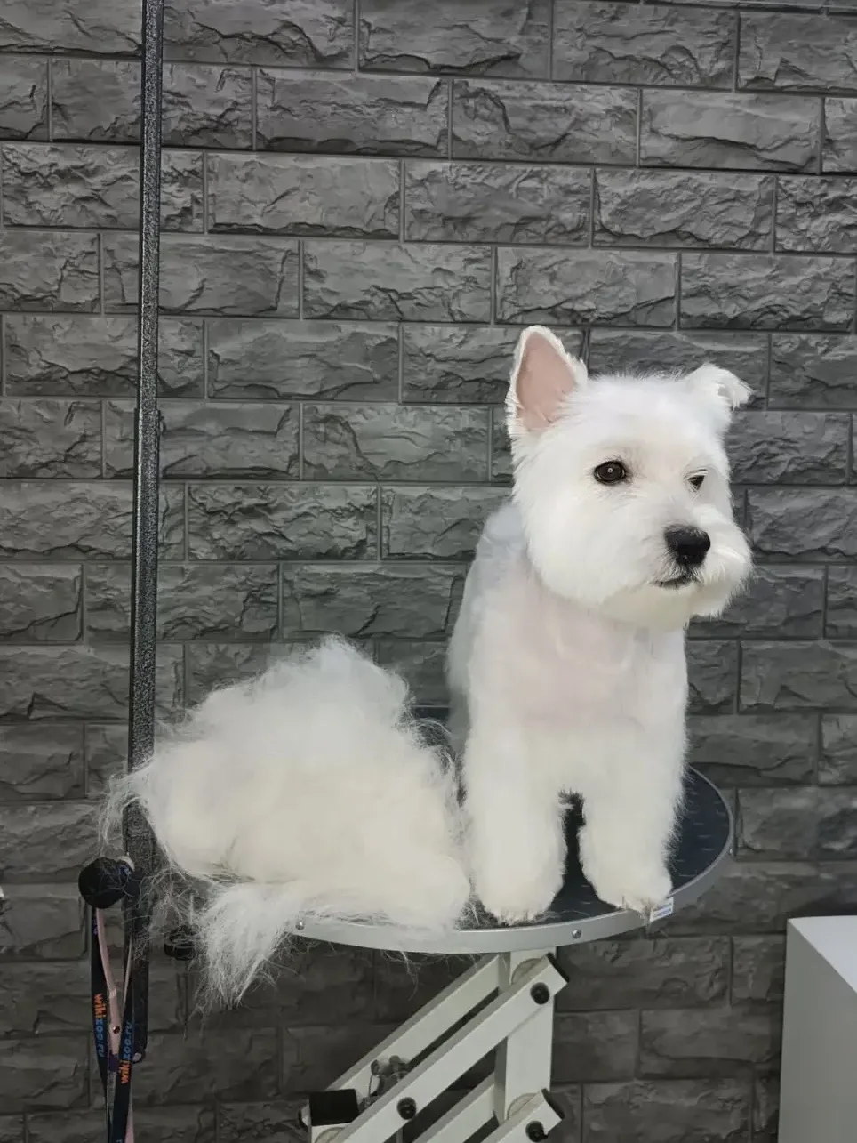Вест Хайленд Вайт Терьер Бони 🤩