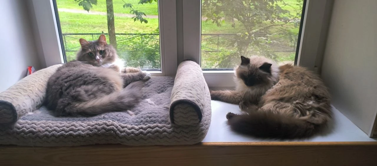 В гостях у Монечки. 🐈 
Еженедельная рубрика новостей.
Начало - ЗДЕСЬ.
Все статьи о котике - ЗДЕСЬ. 