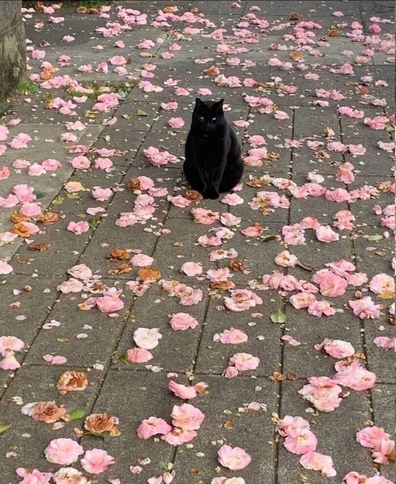 Судя по взгляду, он думал, что всё это колбаса😹