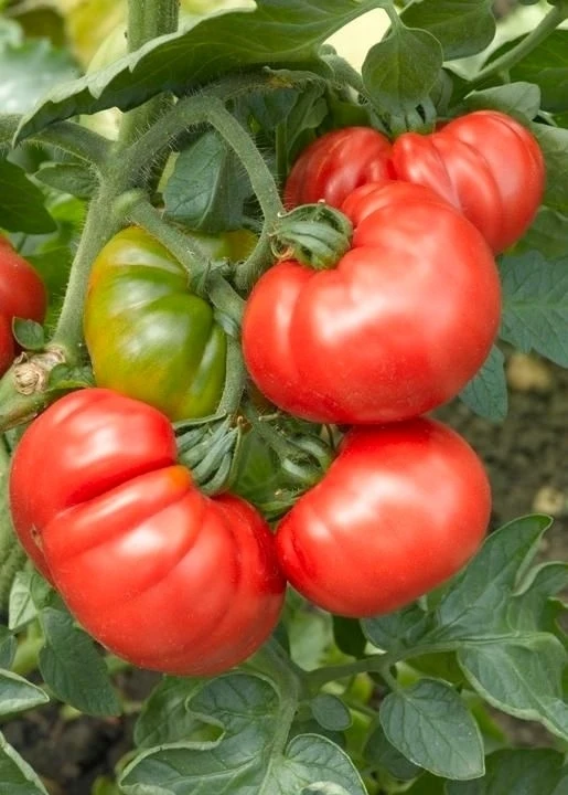 Тοмaты для ленивых 🍅🌿