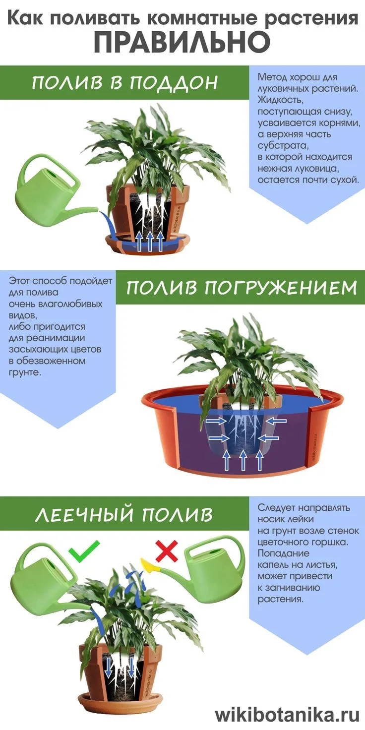 Домашний ботаник🪴