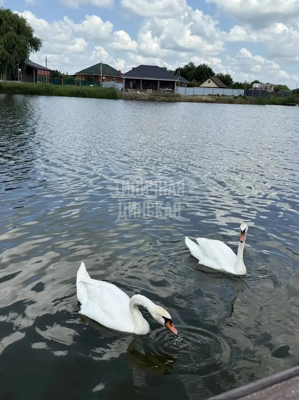 Шикарные друзья у нас появились 🦢😍 – поделилась наша подписчица

📨 Прислать новость 
💬 Главный Д