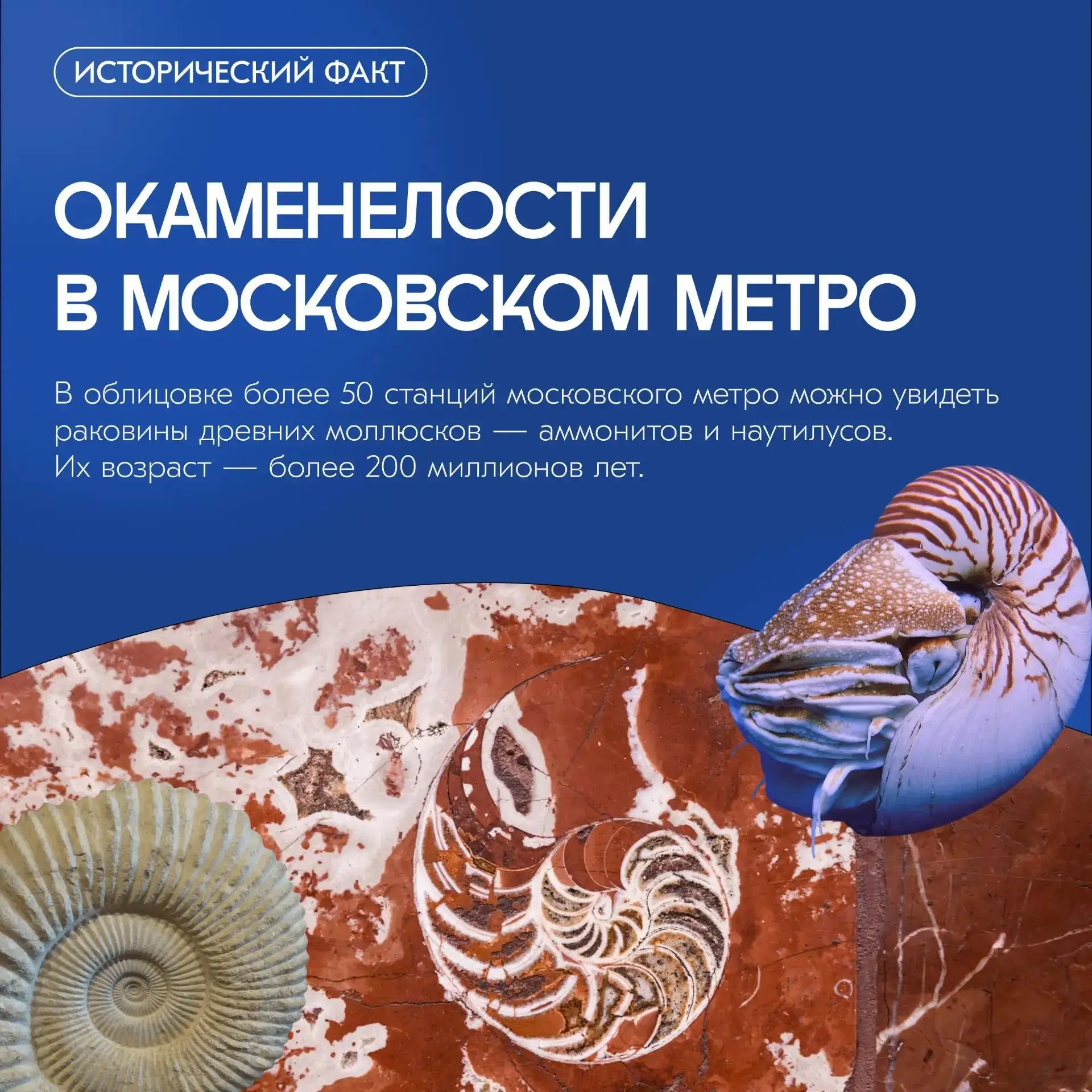 🐚 Спускаясь в московское метро, вы можете попасть в прошлое на 200 миллионов лет назад.