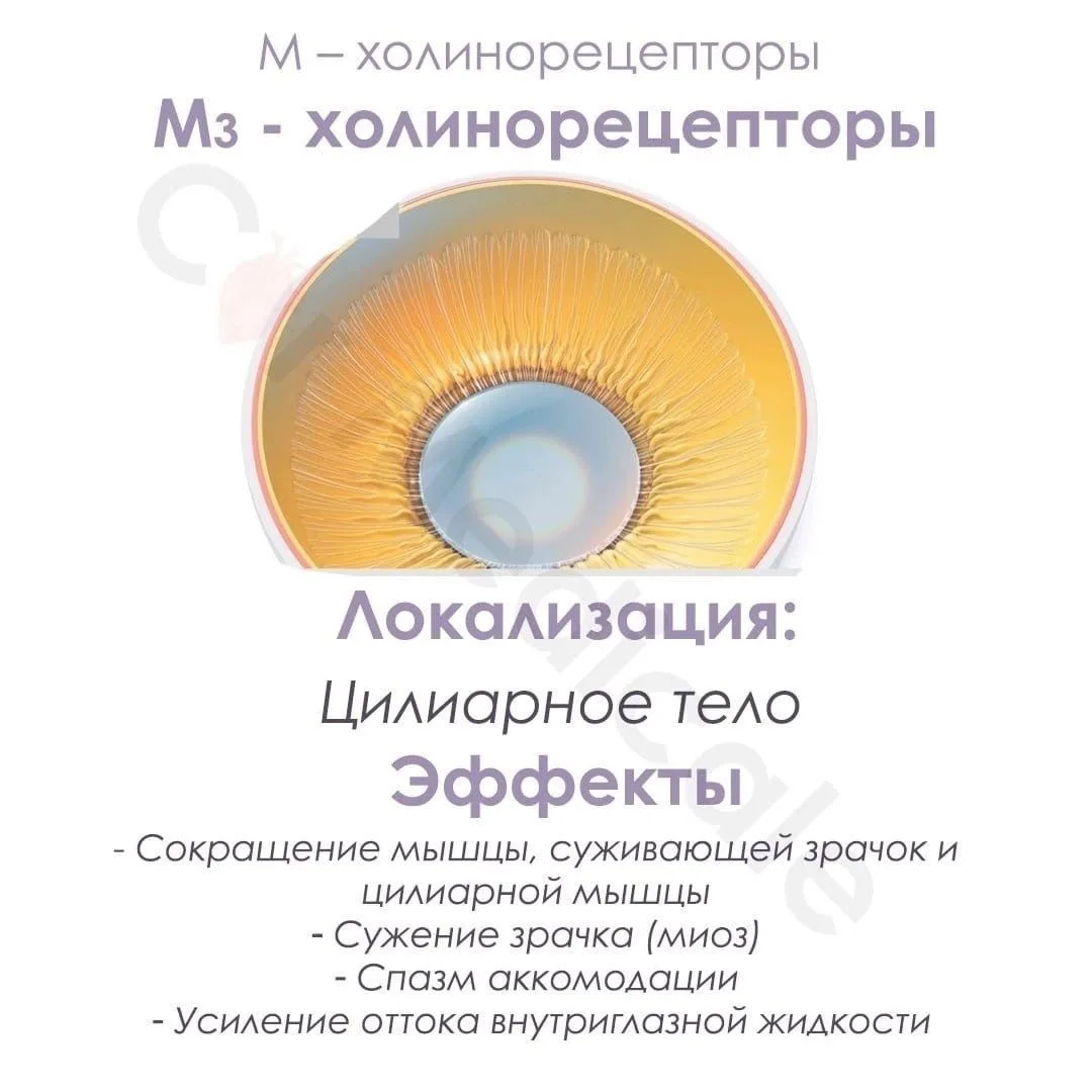 Холинорецепторы
