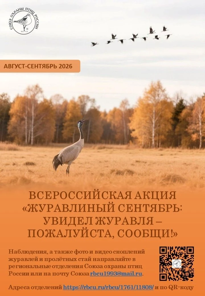 Дорогие друзья, сентябрь дарит нам всем ещё одну возможность понаблюдать за серыми жура...