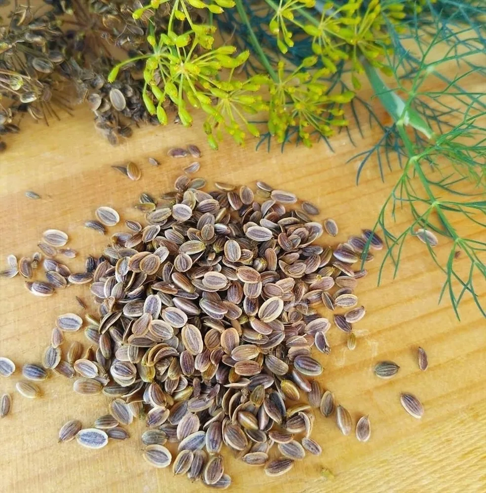 🌱От всех болезней — семя укропа