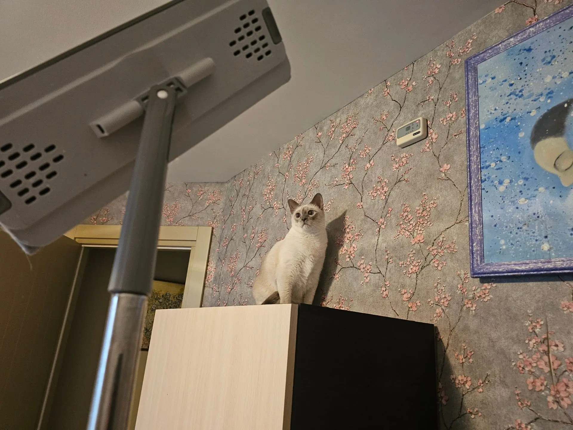 Мыла сегодня стены и полы, т.к. "мокрушники" из котобанды особо старательные и периодически наносят 
