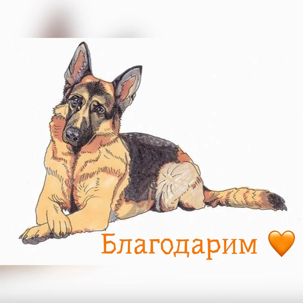 От всей души благодарим Ольгу и Наталью за помощью вещами для приюта 🙏🏻❤️🤗