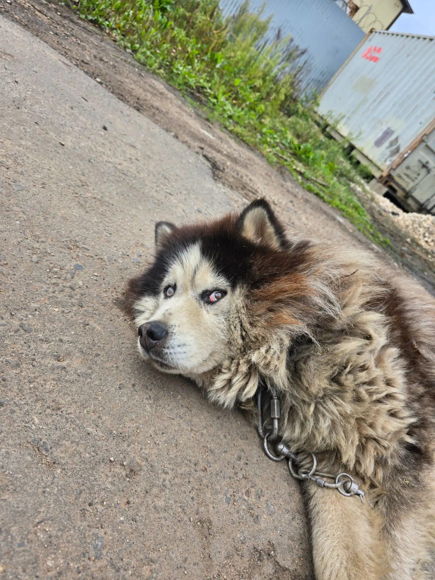 На улице 8 Марта с самого утра ходит собака. У нее лапы в крови, один глаз слепой. Соба...