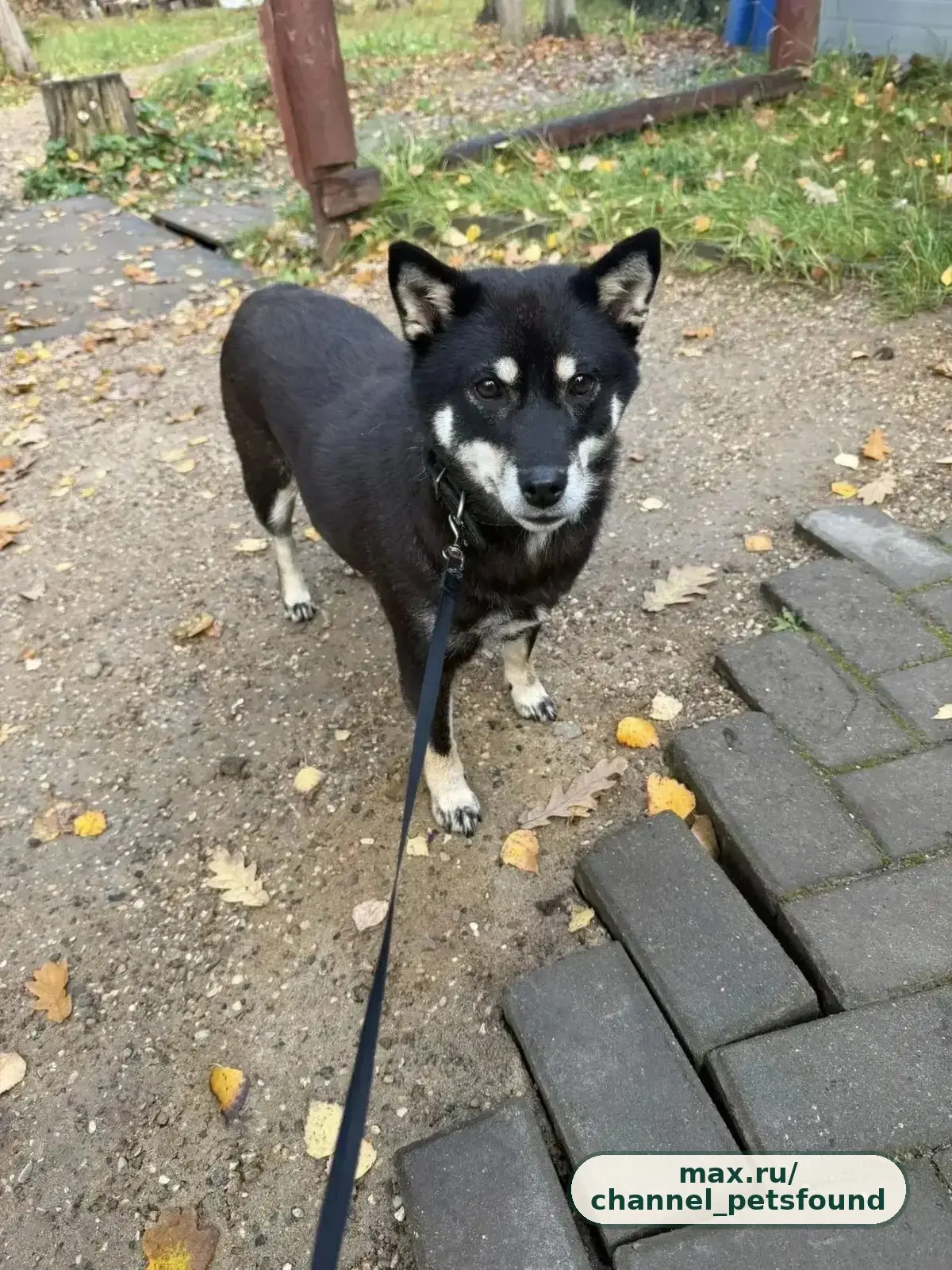 🐾 Найден питомец — Кубинка