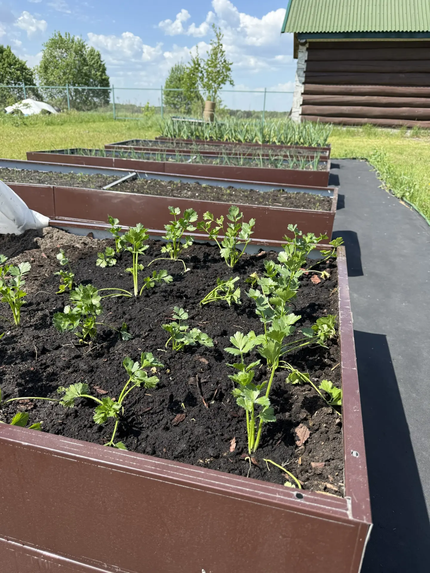 Пересадила сельдерей🌿🌿🌿 он временно был в теплице, высадила на грядку👌 выращиваю и черешковый, и кор
