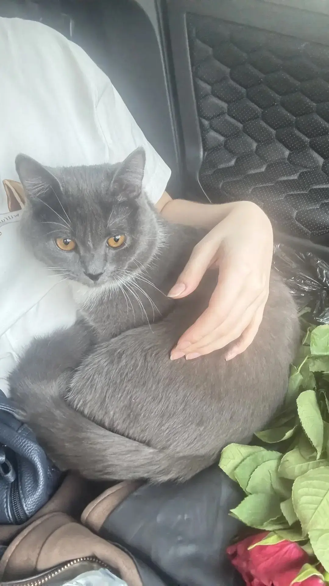 Потерялся котик по кличке Джерси. Серый с белыми носочками на лапках и галстуке на шее. Очень добрый