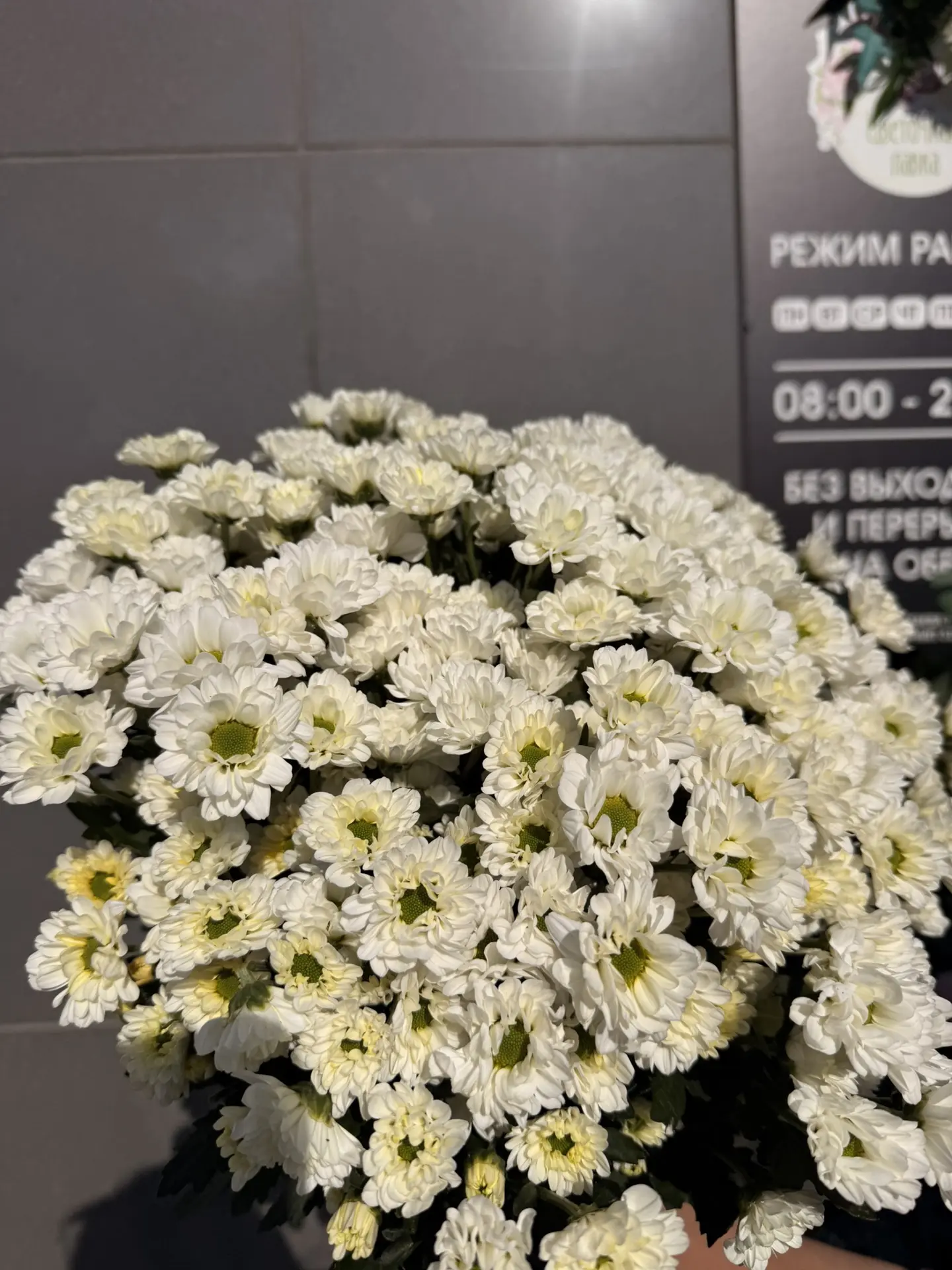 В наличии кустовые хризантемы ✨