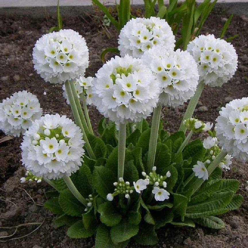 Примула мелкозубчатая Denticulata Alba – это удивительно красивый и очаровательный цвет...