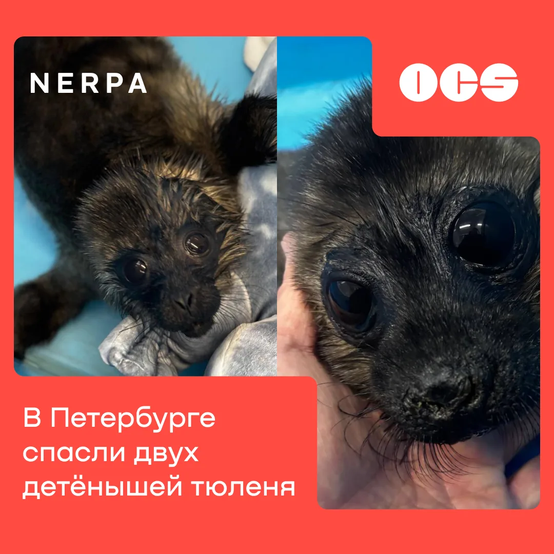 В марте этого года Фонд друзей балтийской нерпы, поддерживаемый OCS и Nerpa, спас новор...